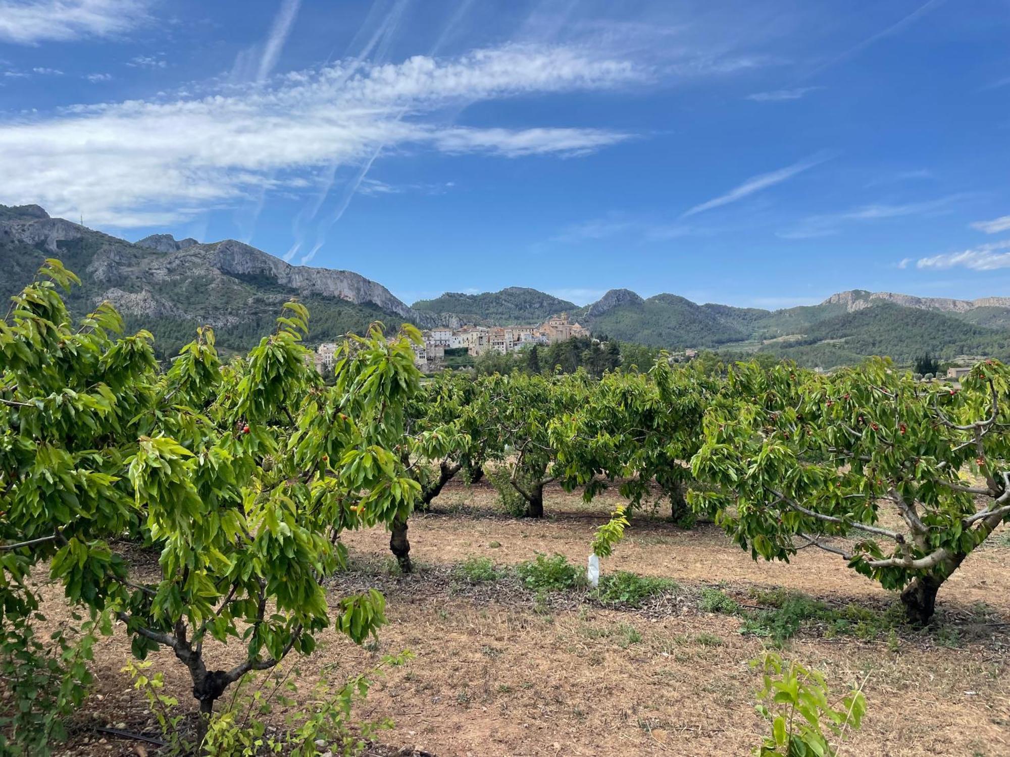 Ca Blai De Brull En El Centro De Tivissa Διαμέρισμα Εξωτερικό φωτογραφία